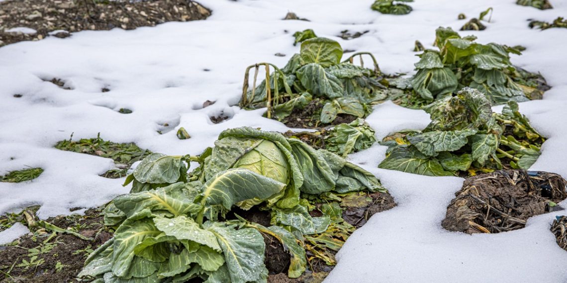 cabbage bed under snow in garden against the light beam
