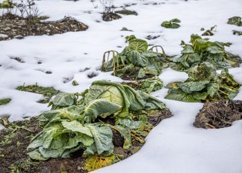 cabbage bed under snow in garden against the light beam