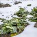 cabbage bed under snow in garden against the light beam