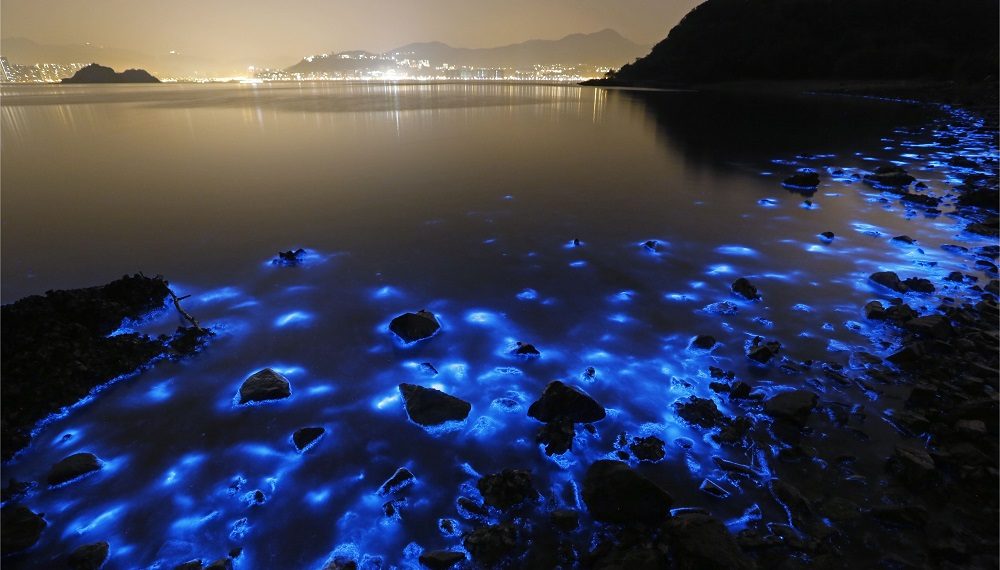 grand cayman bioluminescence tour related image undersea pinterest sea bioluminescent plankton