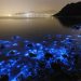 grand cayman bioluminescence tour related image undersea pinterest sea bioluminescent plankton