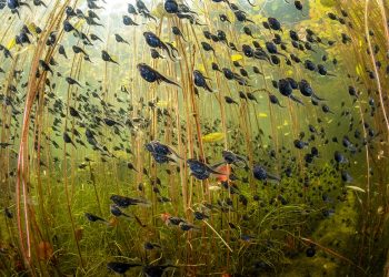 5-©-Shane-Gross-Wildlife-Photographer-of-the-Year