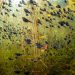 5-©-Shane-Gross-Wildlife-Photographer-of-the-Year