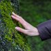 Woman's hand gently touching tree moss