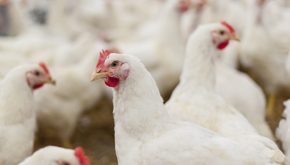 Hens in the henhouse