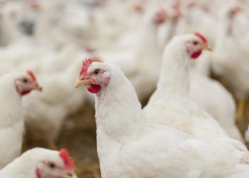 Hens in the henhouse