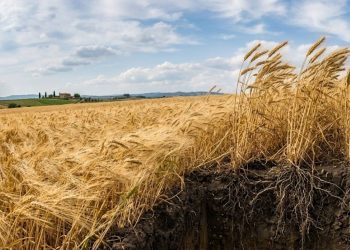 Grani antichi: la risposta italiana al clima che cambia