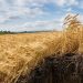 Grani antichi: la risposta italiana al clima che cambia