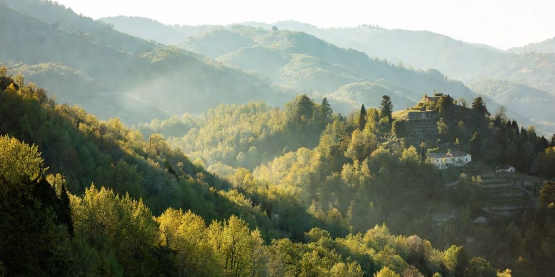Foreste in Italia: superano i campi coltivati da 20 anni