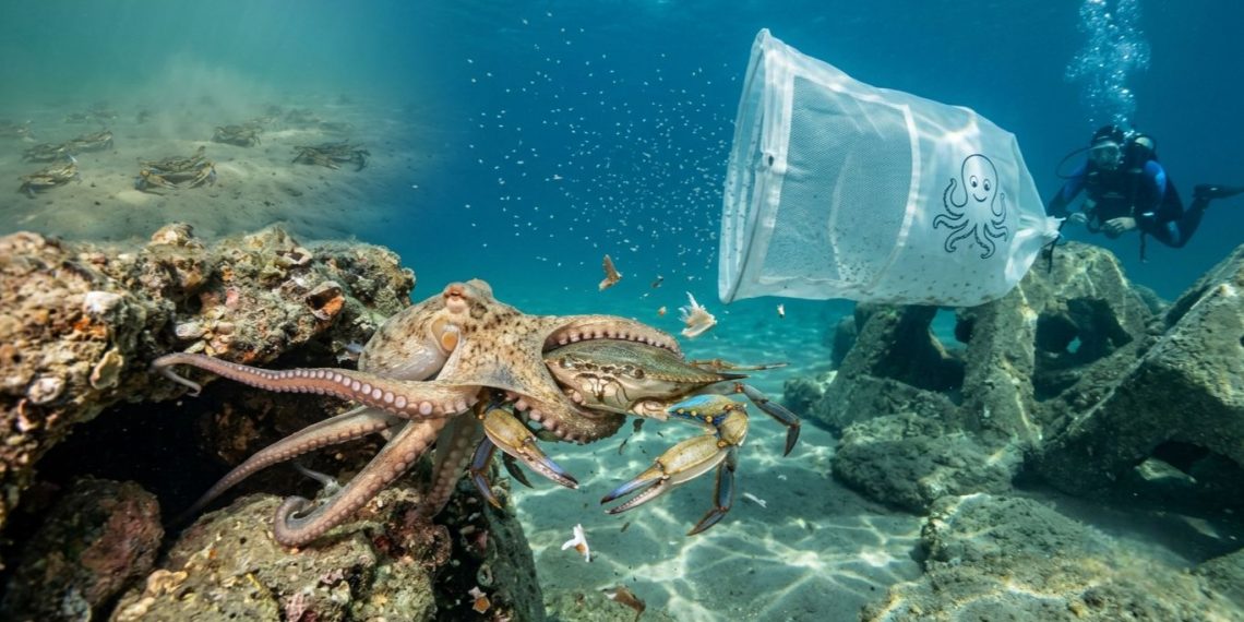 Mezzo milione di polpi liberati in mare: a Riccione e Cesenatico la caccia al granchio blu