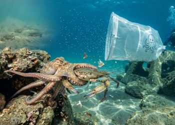 Mezzo milione di polpi liberati in mare: a Riccione e Cesenatico la caccia al granchio blu